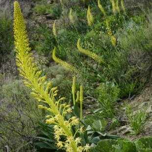 Eremurus sp